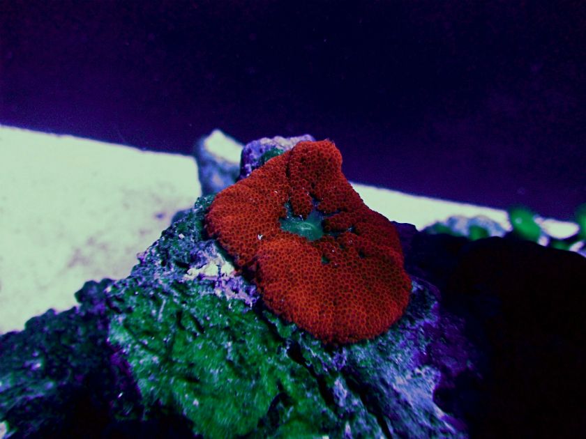 Blood Red Anemone