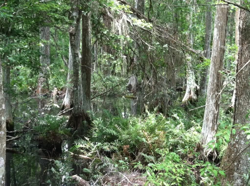 Brooker Creek Preserve