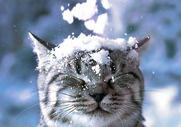 cats_and_snow_11.jpg