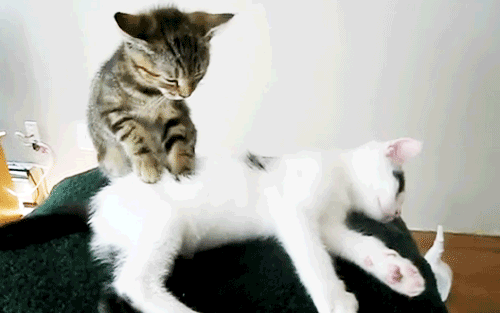cutest-kitten-gifs-massage_zps43664649.gif