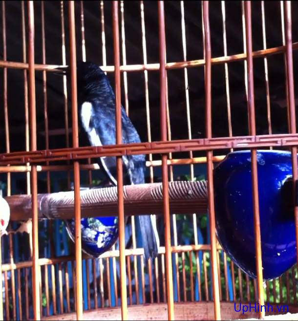 vảy cá , đuôi trắng