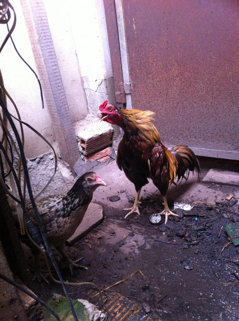 gà tre chiến zin 100%,hay,giá mềm - 1