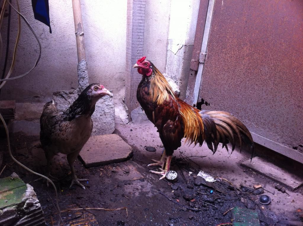 gà tre chiến zin 100%,hay,giá mềm - 2