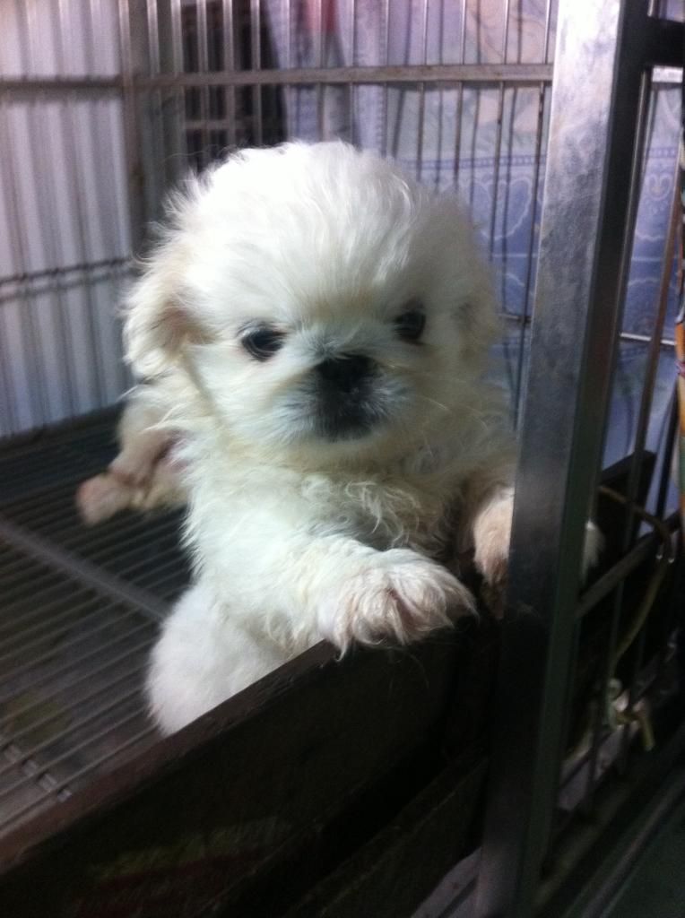 Chó bắc kinh trắng mini thuần chủng