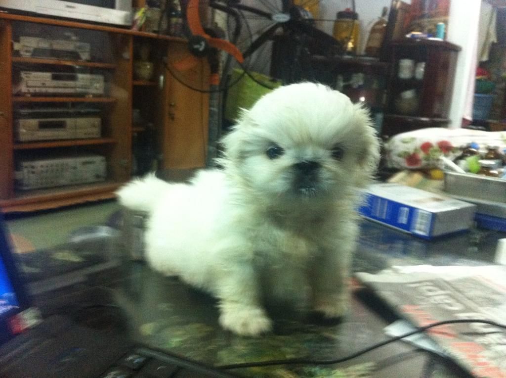 Chó bắc kinh trắng mini thuần chủng - 1