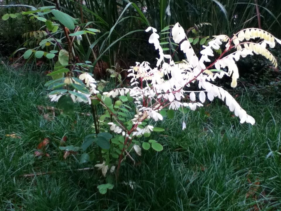 albino tree springfield xd