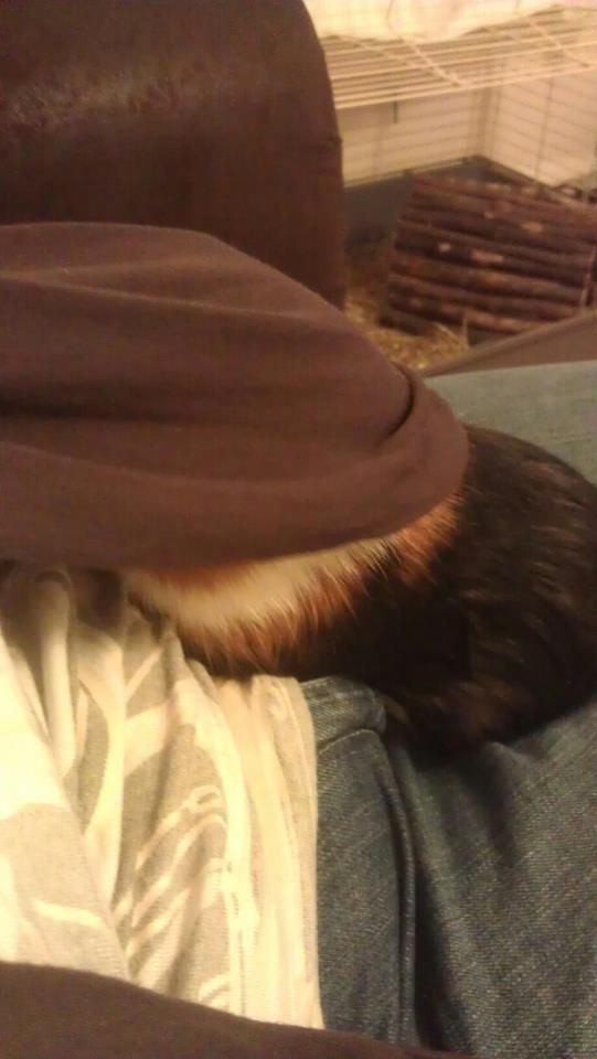 smudgehiding.jpg