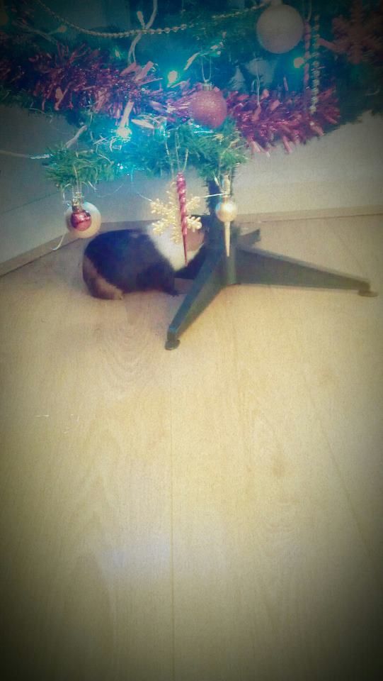 smudgetree1.jpg