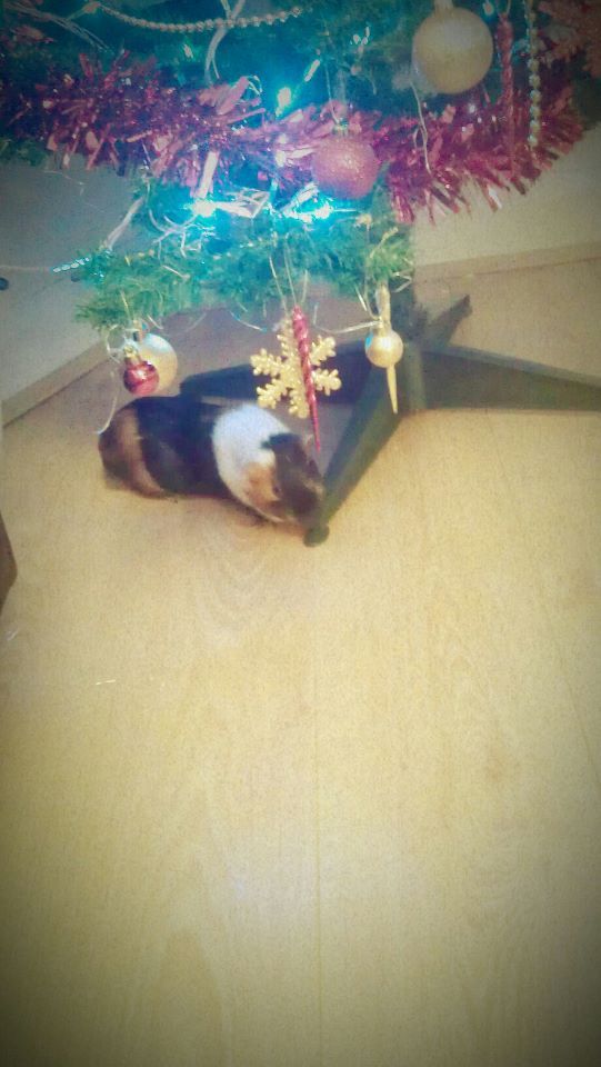 smudgetree3.jpg