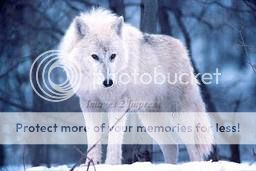 White Wolf in Northern Idaho